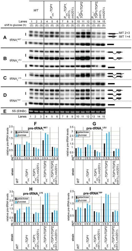 R-loops at tRNA genes affect pre-tRNA synthesis in strains lacking topoisomerase and RNase H activities.