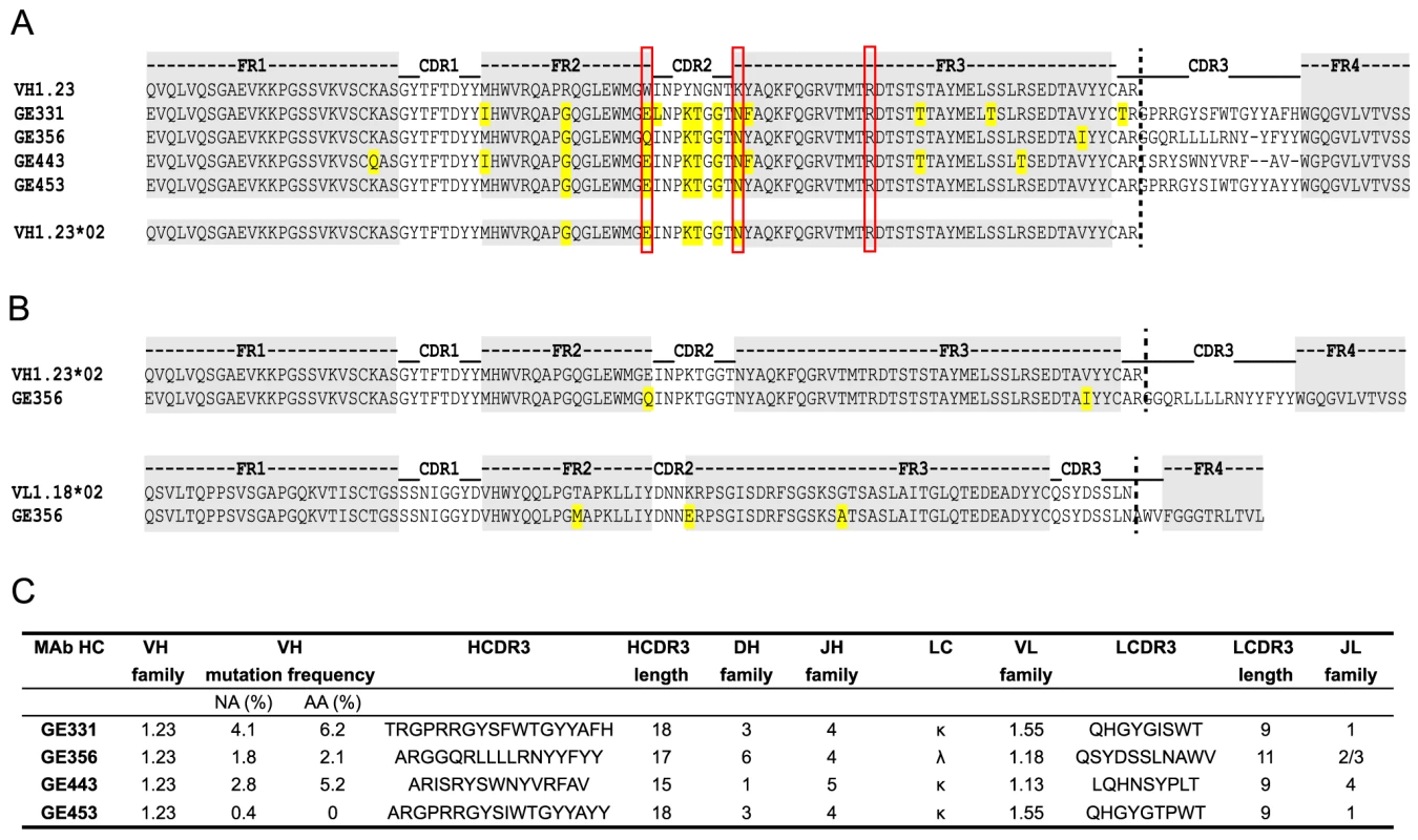 Genetic analysis of the isolated VH1.23-using CD4bs-specific MAbs.