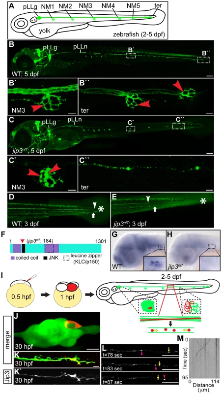 Jip3, an actively transported protein, was necessary for axon extension and the prevention of axon terminal swellings.