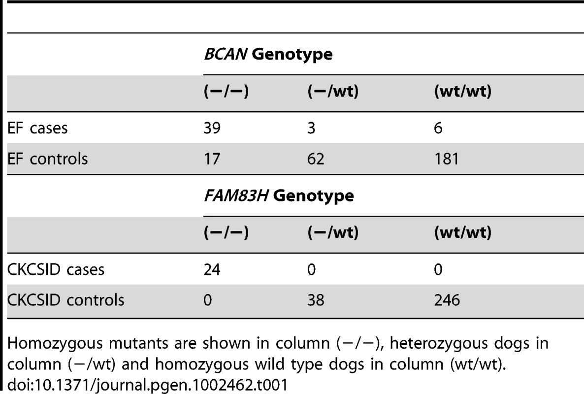Summary of genotyping results on the panel of 308 dogs assayed for the <i>BCAN</i> ∼16 kb deletion and the <i>FAM83H</i> 1 bp deletions.