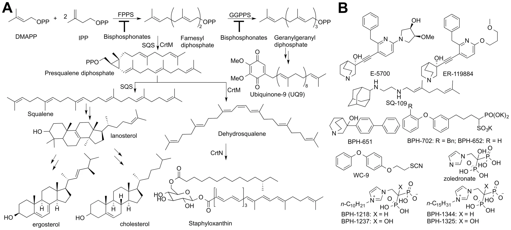 Biosynthetic pathways and structures of inhibitors.