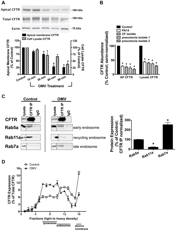 Cif redirects CFTR from recycling endosomes to the lysosomal, degradative pathway.