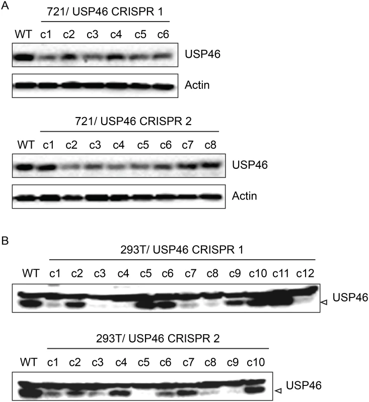 Inability to derive USP46 null LCLs using CRISPR/ Cas9 mediated gene editing.