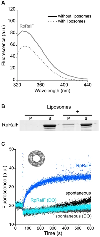 <i>Rickettsia prowazekii</i> RalF is activated by membranes. A. Interaction of RpRalF with liposomes analyzed by tryptophan fluorescence.