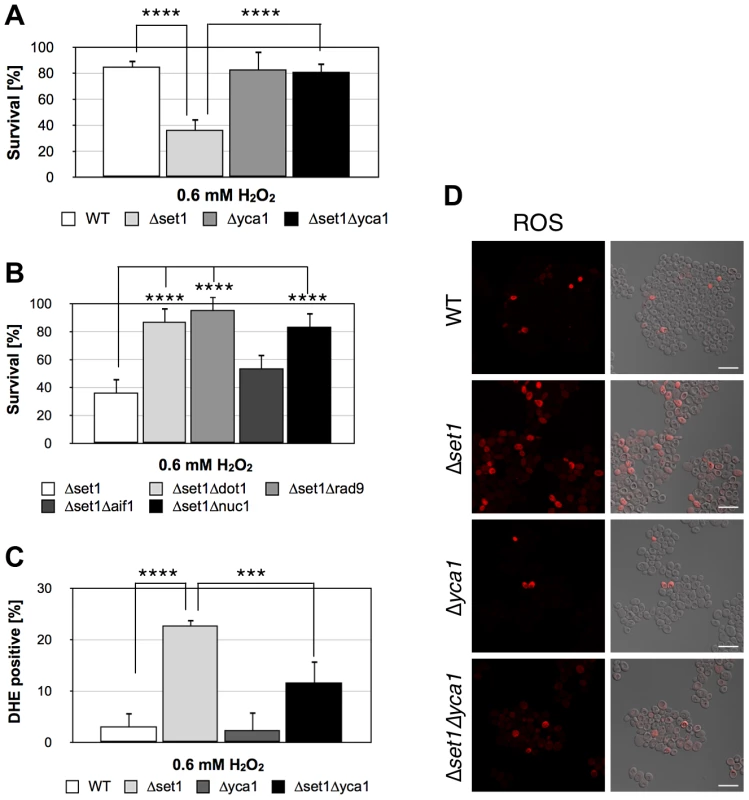Disruption of H3K4 trimethylation sensitizes yeast to apoptotic stimuli.