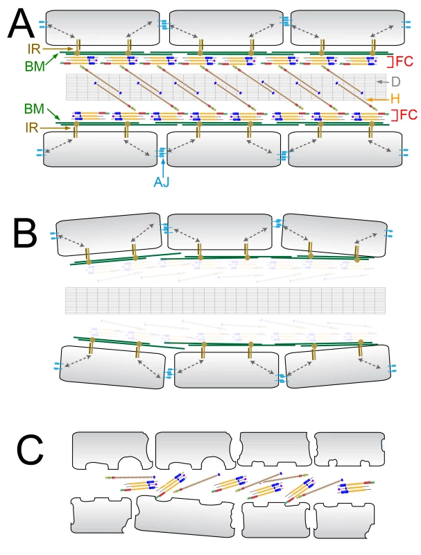 Model describing the ultrastructural changes underlying the fin phenotypes of blistering and dysmorphogenesis mutants.