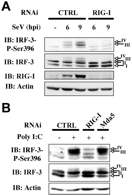 RIG-I is essential for SeV-induced and sheared poly I:C-induced IRF-3 activation.