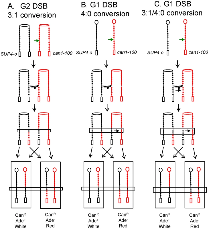 Gene conversion events associated with crossovers in G2 and G1.