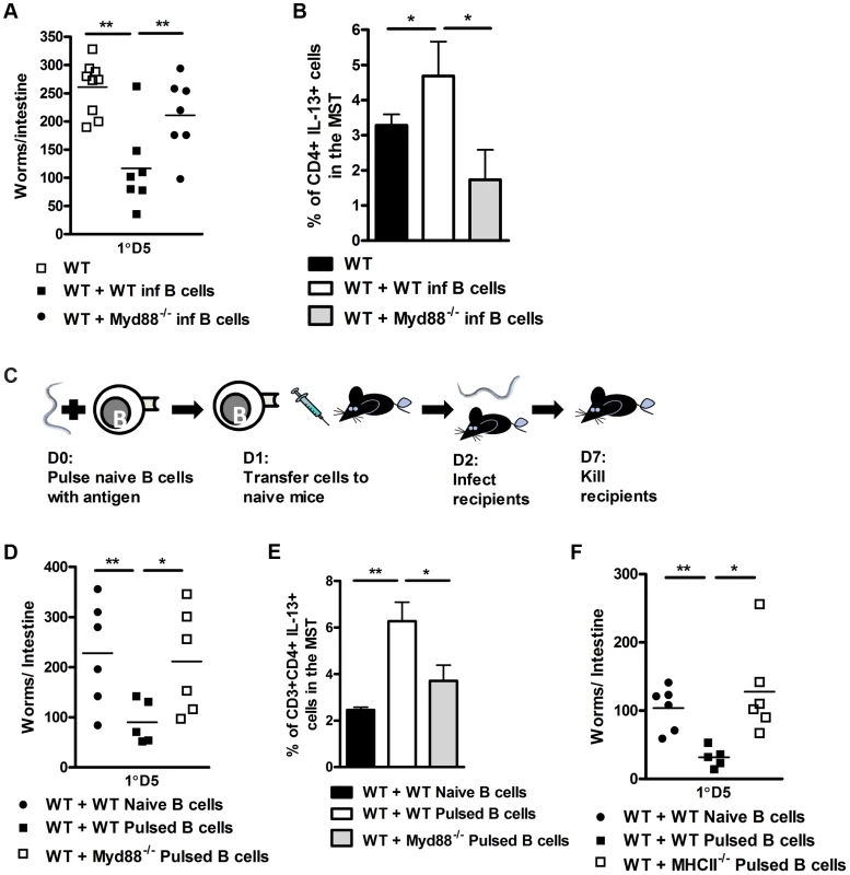 B cell MyD88 expression dependent protection against <i>N. brasiliensis</i> infection.