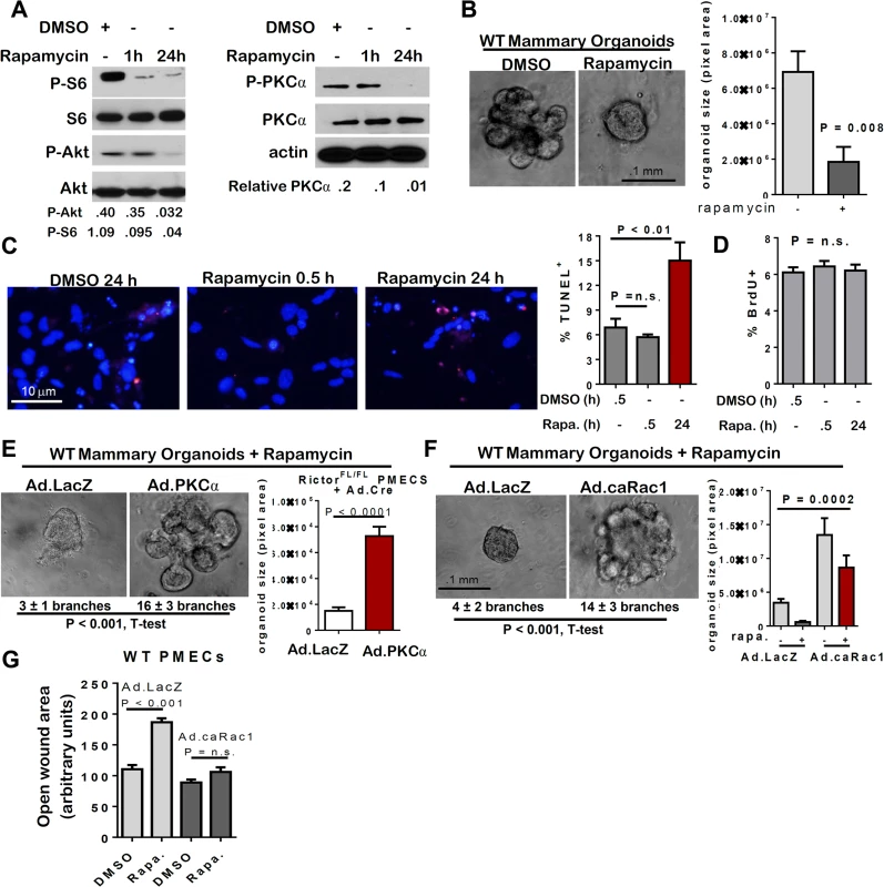 mTOR inhibition with rapamycin decreases MEC survival and branching.