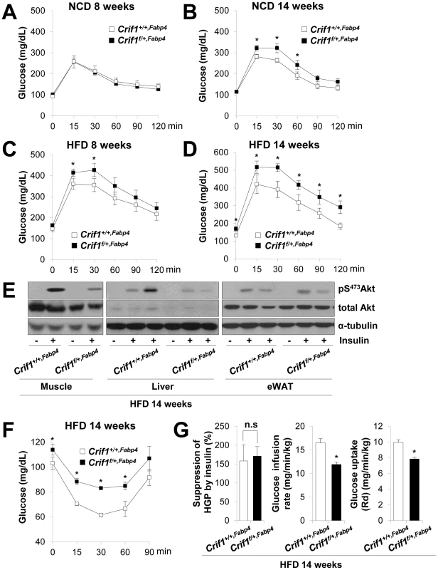 Metabolic phenotypes and insulin resistance in <i>Crif1<sup>f/+,Fabp4</sup></i> mice.
