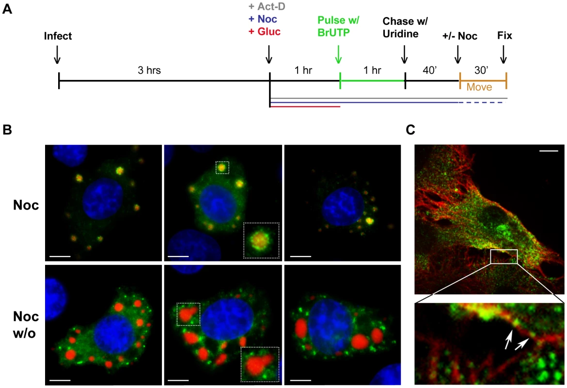 Viral RNA is transported away from inclusions in a microtubule-dependent manner.