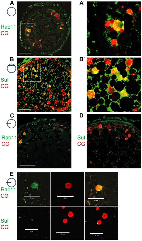 Suf/Spastizin and Rab11b colocalize on cortical granules.