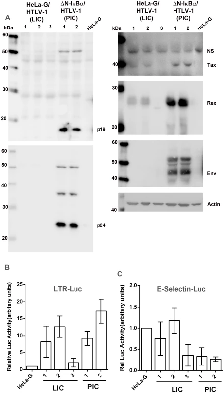 Characterizations of HeLa-G-derived cell lines productively (PIC, ΔN-IκBα/HTLV-1) or latently infected (LIC, HeLa-G/HTLV-1) by HTLV-1.