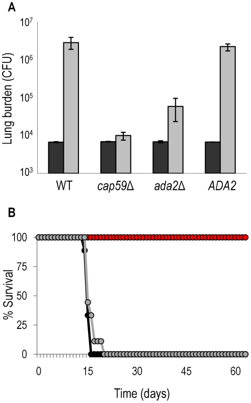 Ada2 is required for growth and virulence in mice.