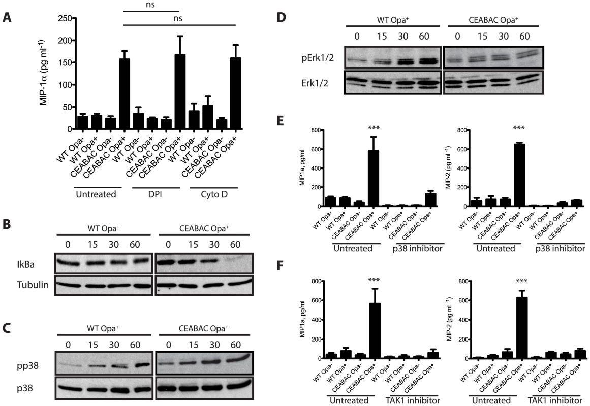 <i>N. gonorrhoeae</i> infection elicits an NF-κB and p38 MAPK signaling-dependent cytokine response in CEABAC neutrophils.