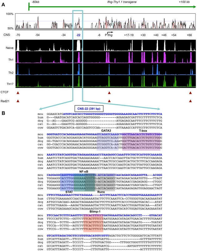 <i>Ifng</i>-CNS-22: An evolutionarily conserved distal regulatory hub.