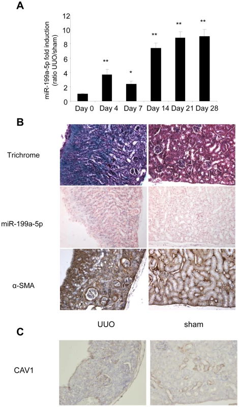 Altered expression of miR-199a-5p and CAV1 in the unilateral ureteral obstruction (UUO) mouse model of kidney fibrosis.
