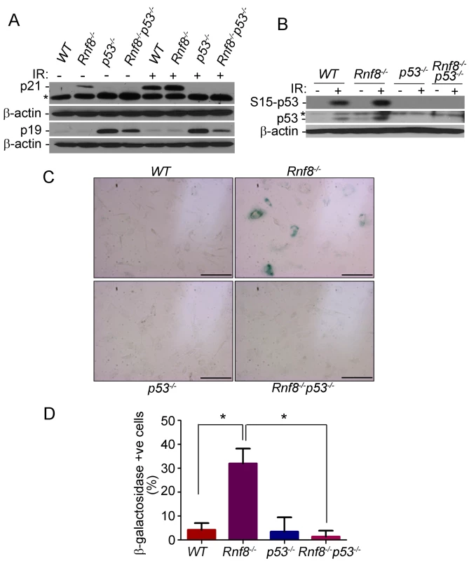 p53 deficiency rescues the senescence of <i>Rnf8<sup>−/−</sup></i> MEFs.