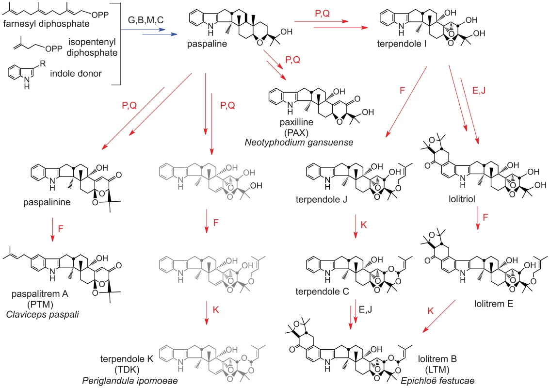 Summary of indole-diterpene biosynthesis pathway.