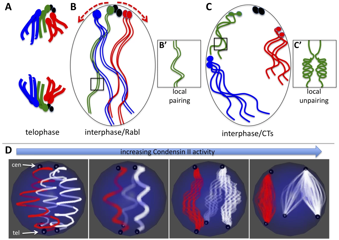 Model for Condensin II–mediated chromosome territory formation.