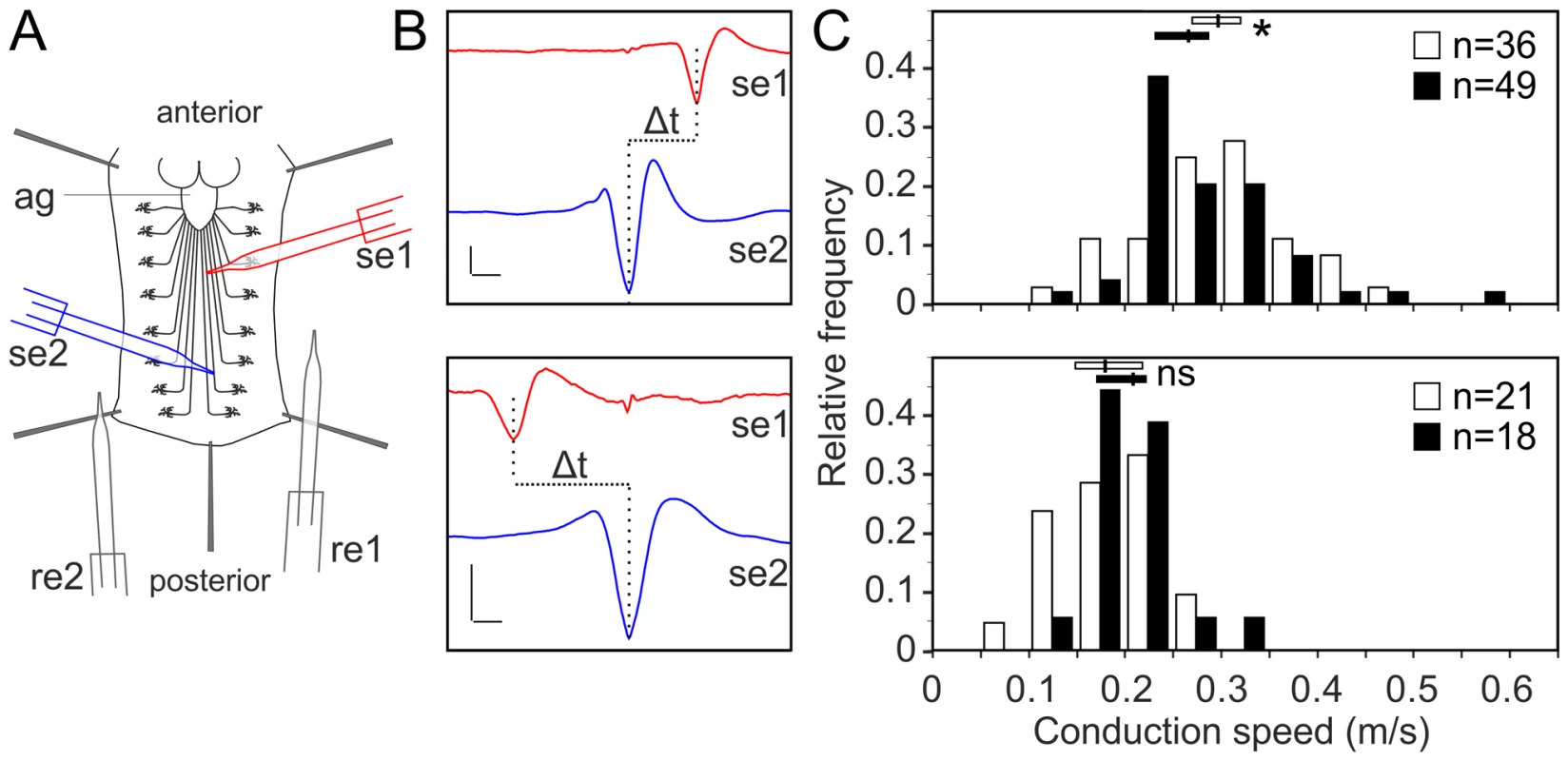 Glial inhibition of <i>lace</i> delays afferent spike propagation.