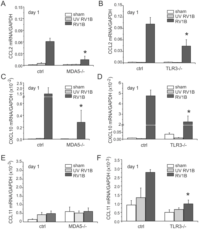 RV1B-induced pro-inflammatory cytokine expression in MDA5−/− and TLR3−/− mice.