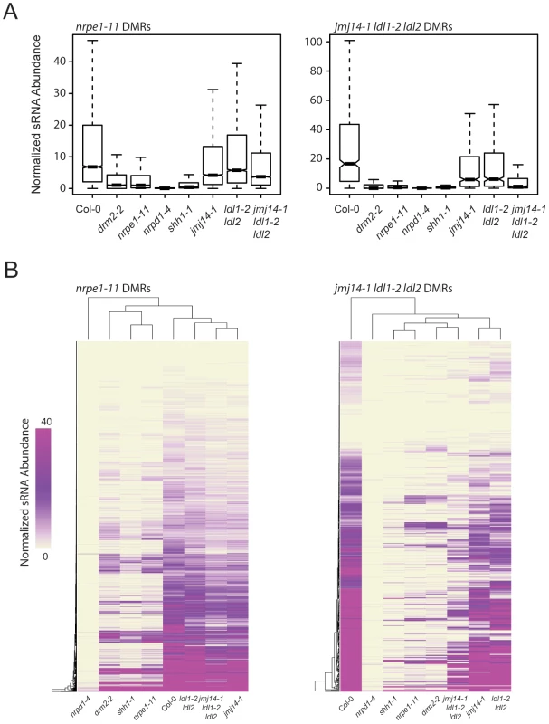 <i>jmj14-1 ldl1-2 ldl2</i> triple mutants are deficient for sRNA production at affected DMRs.