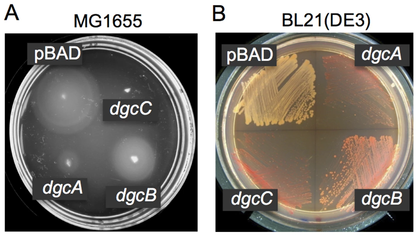 DGC activities of the <i>L. monocytogenes</i> proteins DgcA-C.
