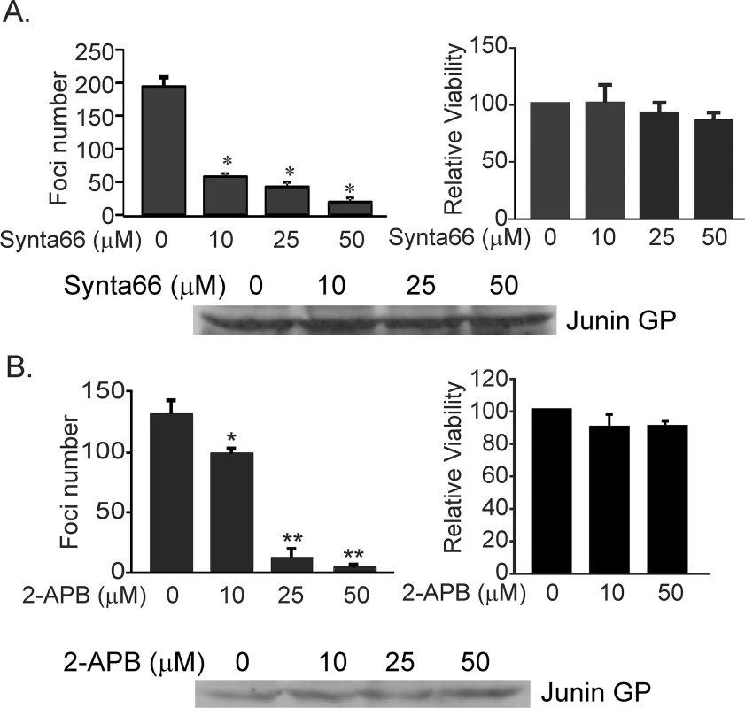 Synta66 and 2-APB inhibit egress of live JUNV (Candid-1 strain) from VeroE6 cells.