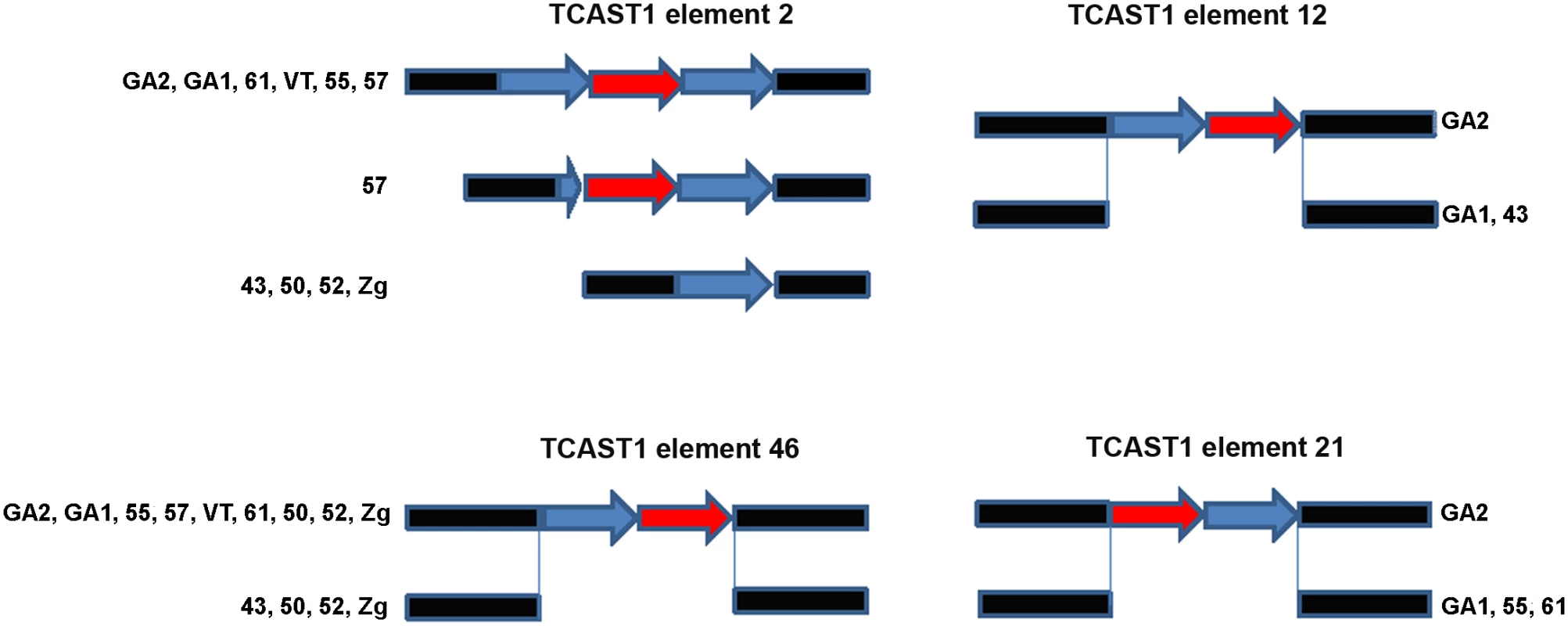 Schematic representation of dispersed TCAST1 elements 2, 12, 46 and 21 in <i>T</i>. <i>castaneum</i> strains.