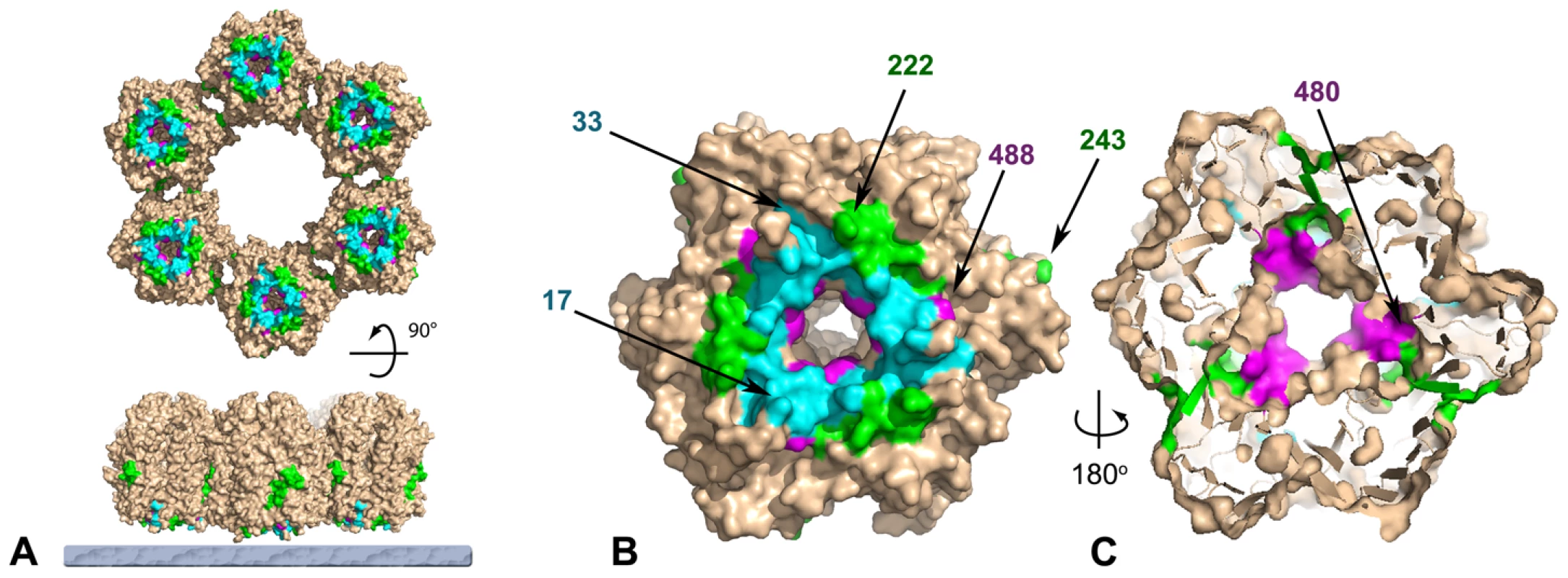 Mutations in response to rifampicin cluster at the base of the D13 trimer.
