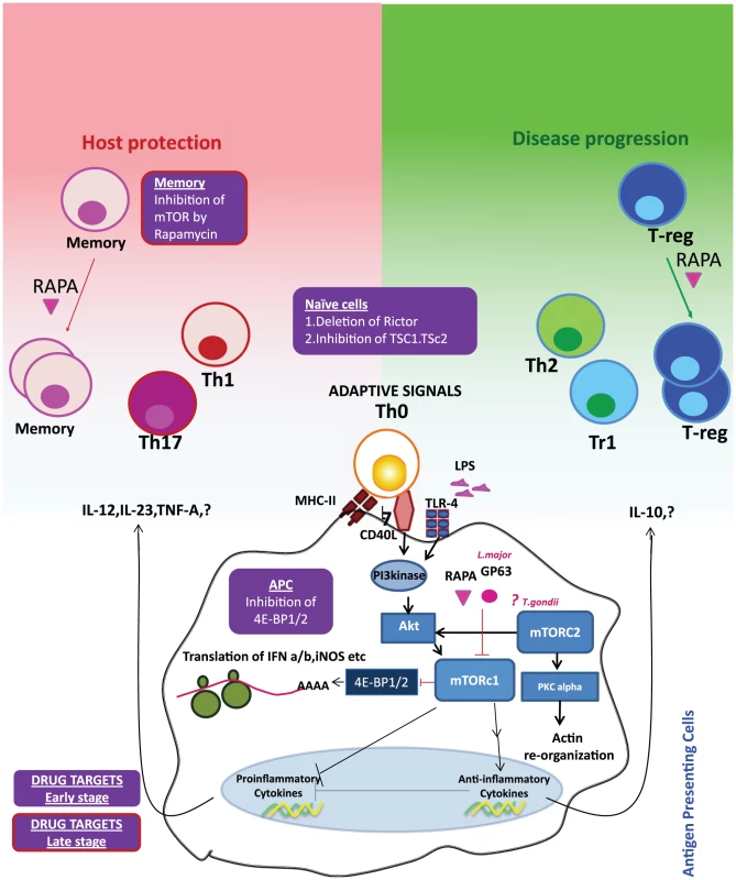 Reciprocal consequences of mTOR activation in APCs and T cells may be host protective or disease promotive.