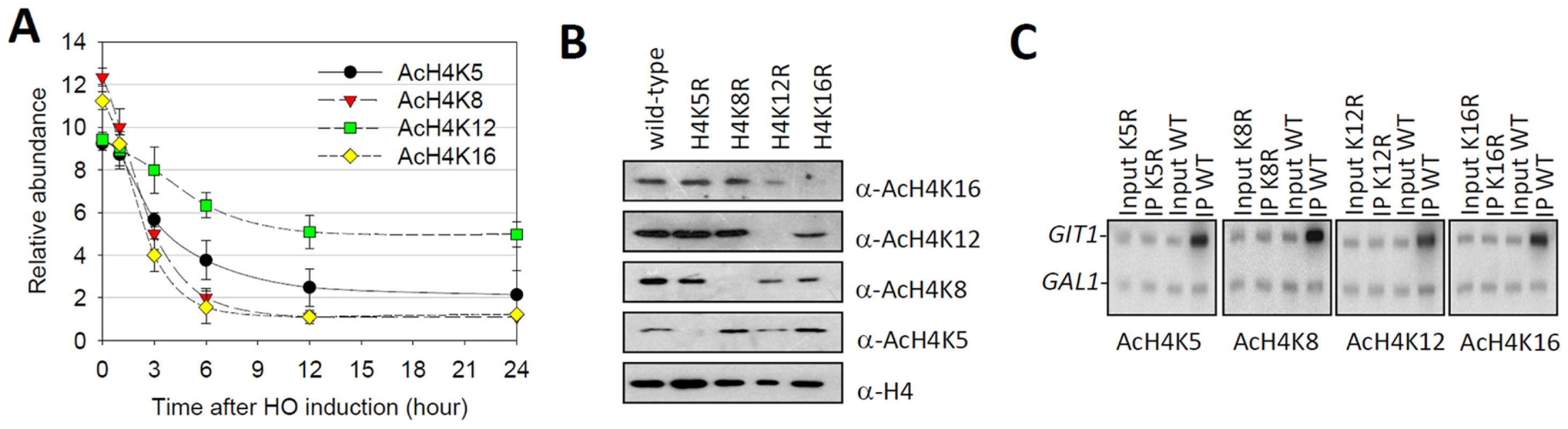 Histone H4K12 acetylation survives heterochromatin formation.