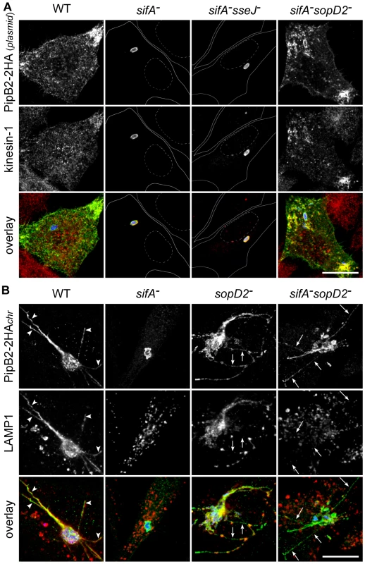 SopD2 inhibits the formation of effector-positive vesicles and tubules.