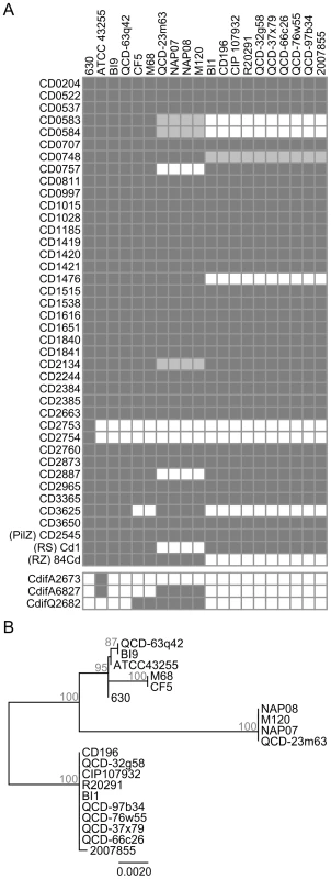 Conservation of c-di-GMP–signalling components of <i>C. difficile</i> 630 in other strains of <i>C. difficile</i>.