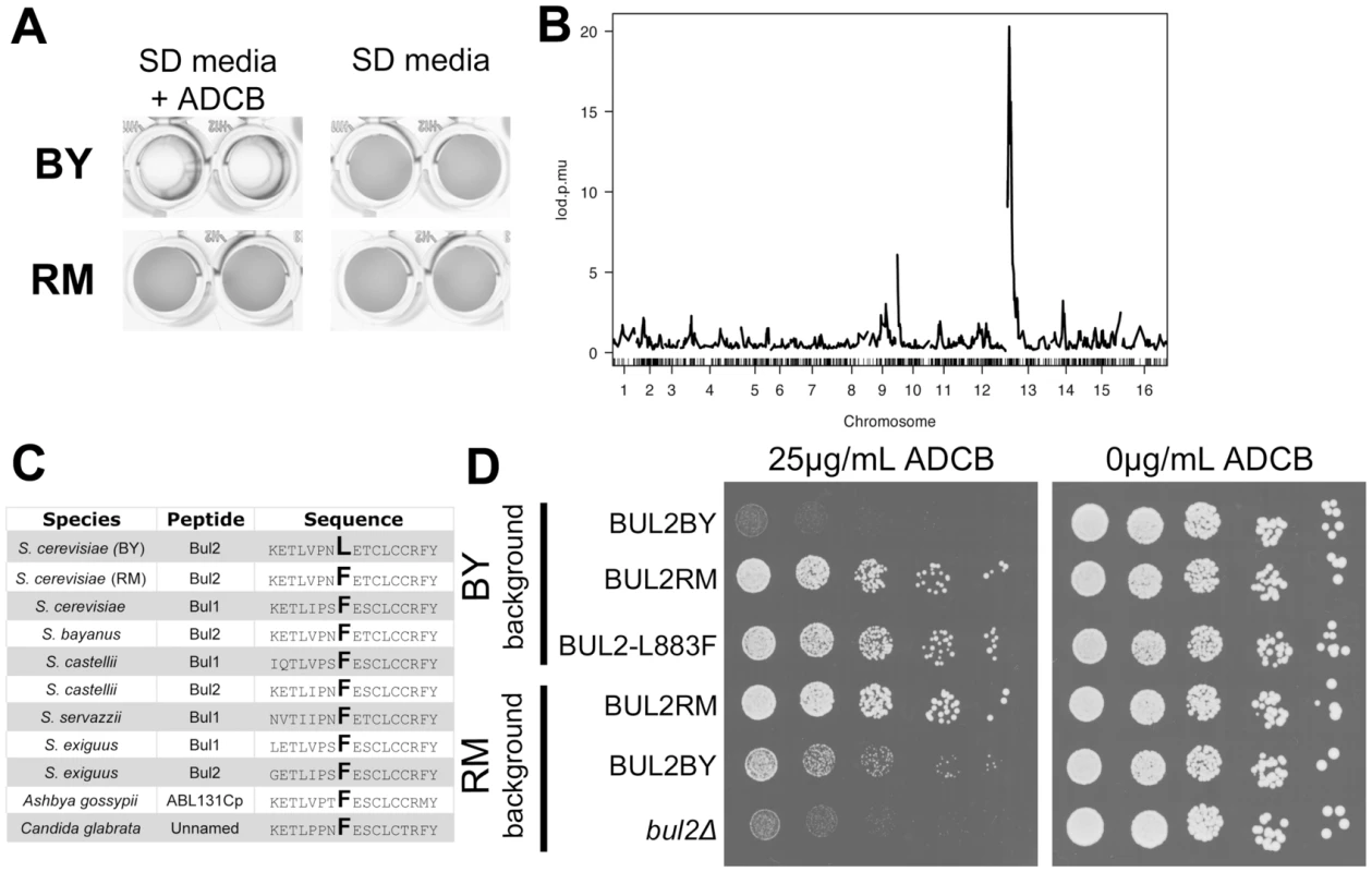 Chromosome 13 locus contains a loss of function polymorphism in BUL2.
