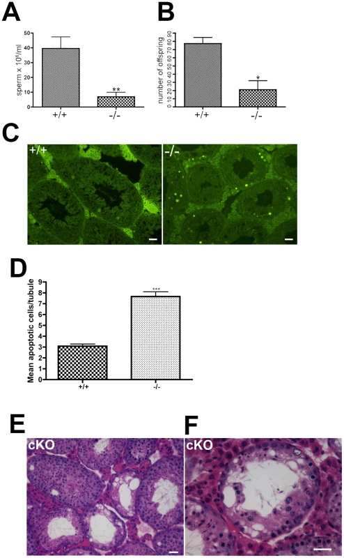 Oligospermia and decreased fertility in <i>Chtf18</i>-null mice.