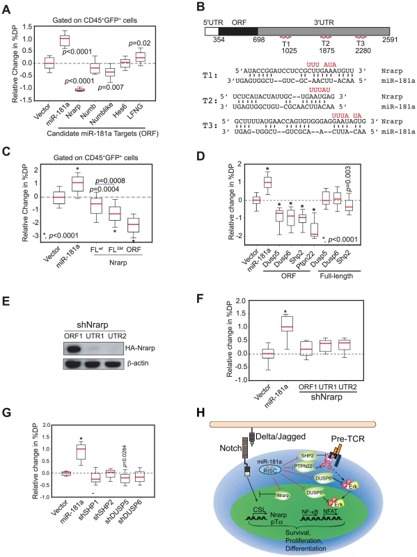 <i>mir-181ab1</i> controls the negative feedbacks in NOTCH1 and pre-TCR pathways during normal thymocyte development.