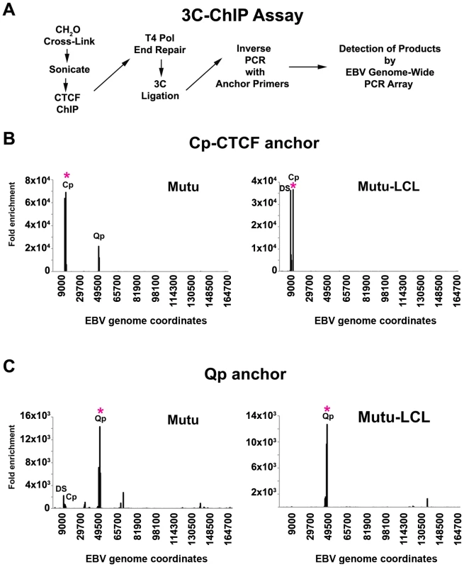 Chromosome Conformation Capture Chromatin Immunoprecipitation (3C-ChIP) analysis shows that CTCF is involved in chromatin looping in EBV.