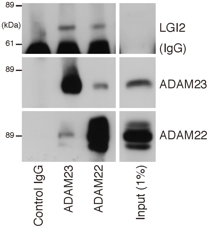 LGI2 interacts with ADAM22 and ADAM23 in rat brain.