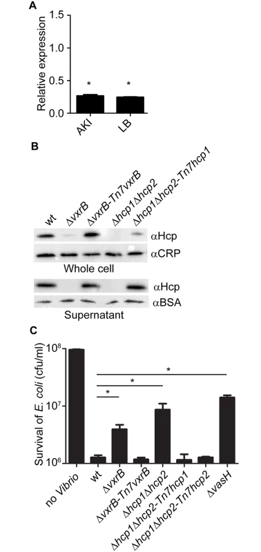Analysis of Hcp production and secretion in the <i>vxrB</i> mutant.