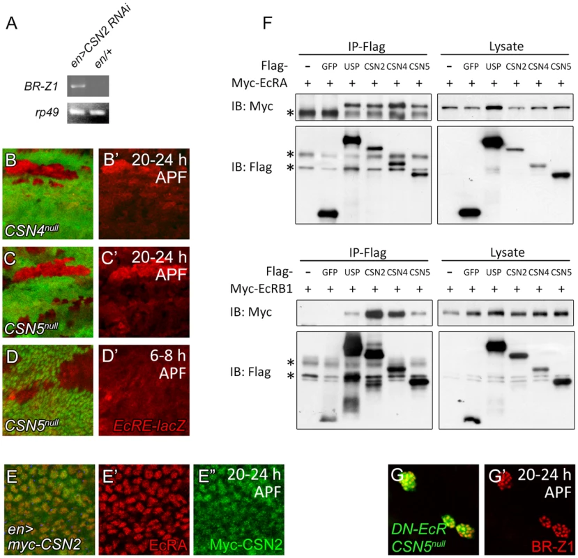 Association of CSN subunits and EcR in BR-Z1 repression.