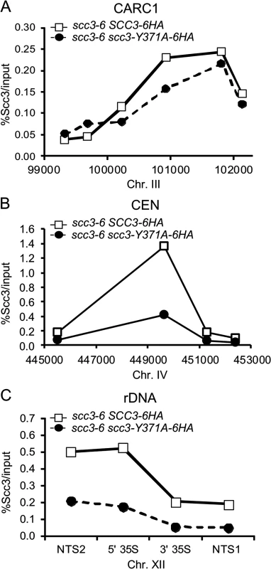scc3 Y371 binding to the <i>rDNA</i> is reduced.