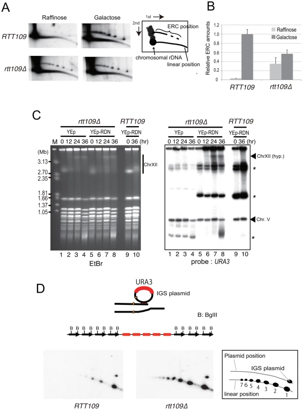 Less ERC is generated and multimeric ERC integrates into rDNA during hyper-amplification.