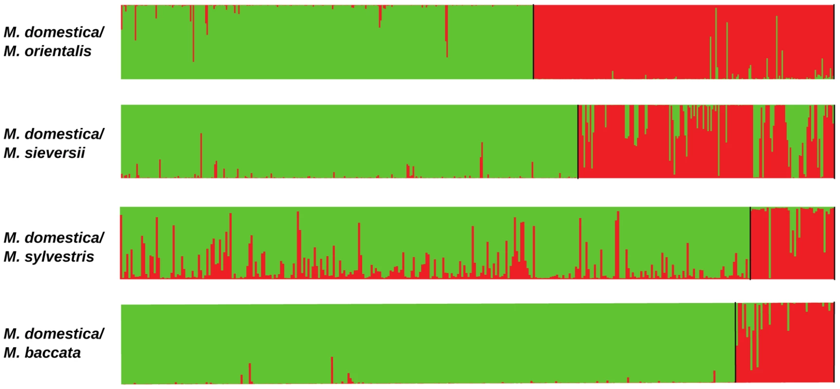 Proportions of ancestry in two ancestral genepools inferred with the STRUCTURE program, based on datasets including <i>M. domestica</i> (green, <i>N</i> = 299) and each of the four wild <i>Malus</i> species (red).