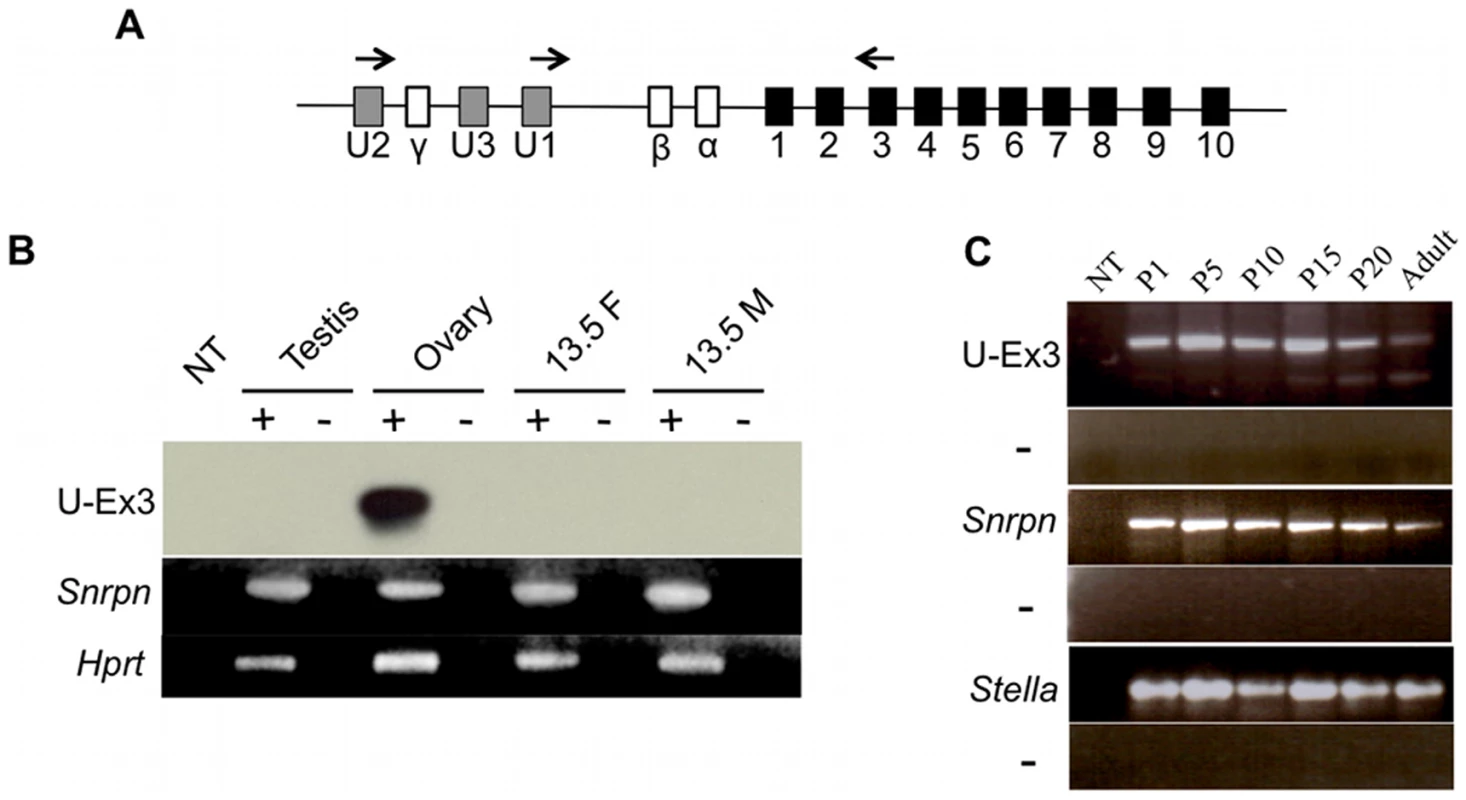 U exon expression in the developing germ line.