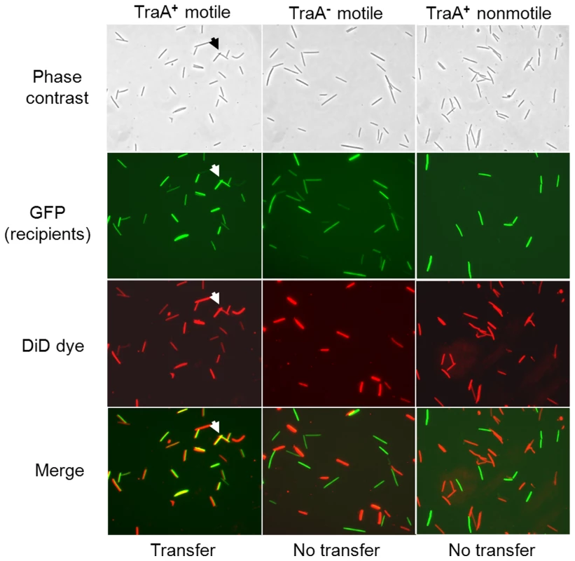 Lipophilic fluorescent dye (DiD) transfer depends on TraA and cell motility.