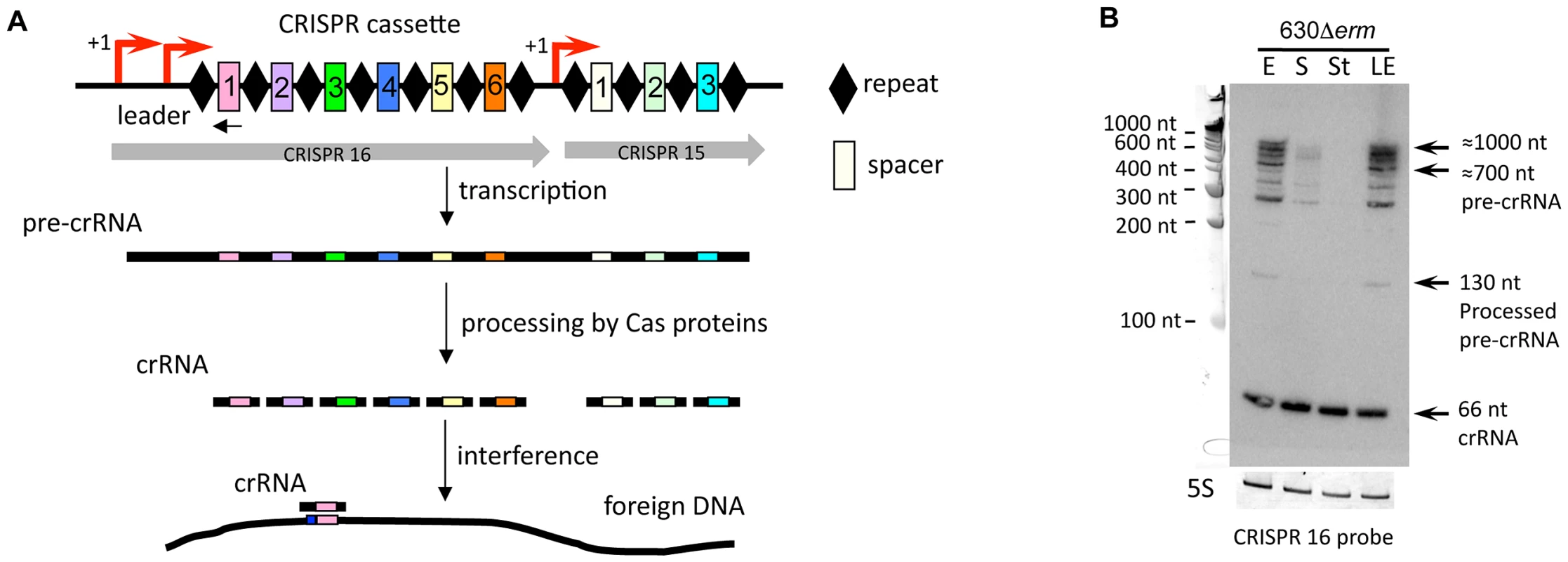 Expression of CRISPR 16 cassette.