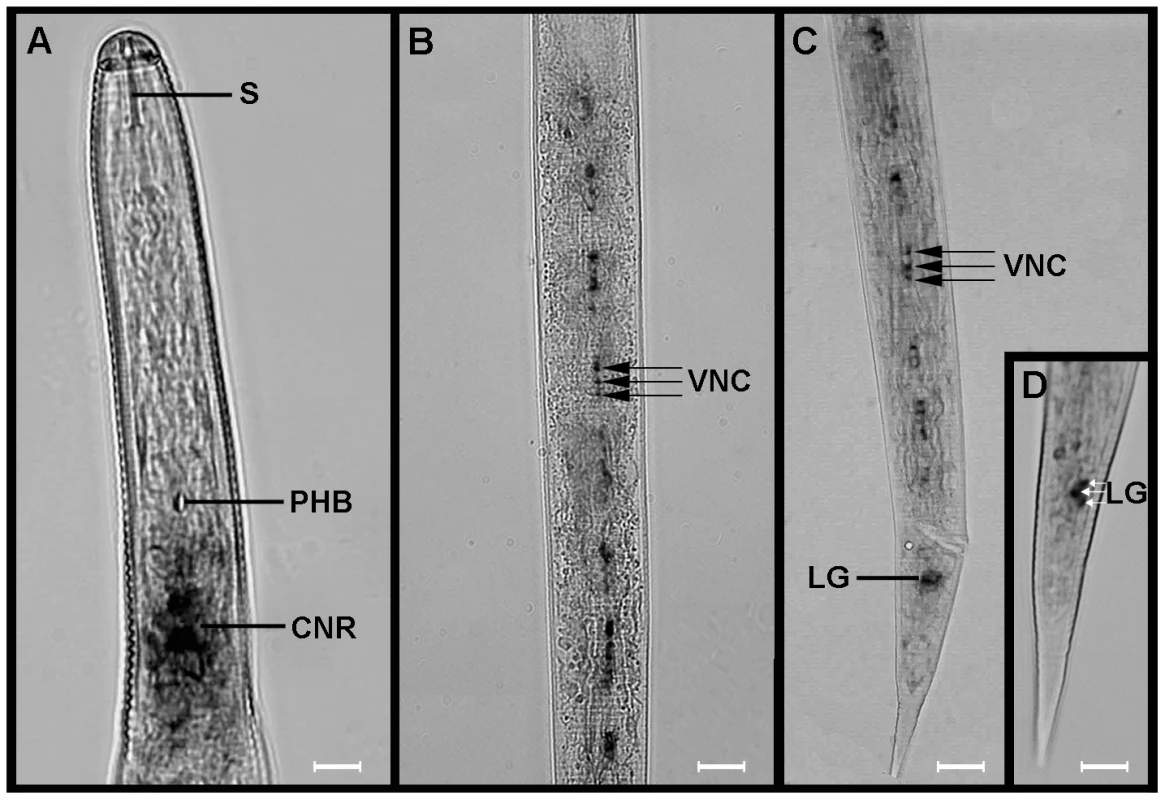 <i>Globodera pallida flp</i>-32 (<i>Gp-flp</i>-32) is expressed in the brain and ventral nerve cords of pre-parasitic juveniles (J2s).